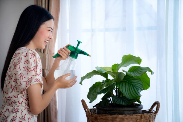 Asian girl Water the plants in house, this image can use for Calathea orbifolia Asian girl Water the plants in house, this image can use for Calathea orbifolia, Water the plants, fertilizer and house plants concept. calathea photos stock pictures, royalty-free photos & images
