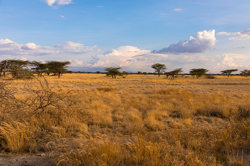 Savannah landscape in the National park of Kenya, Africa