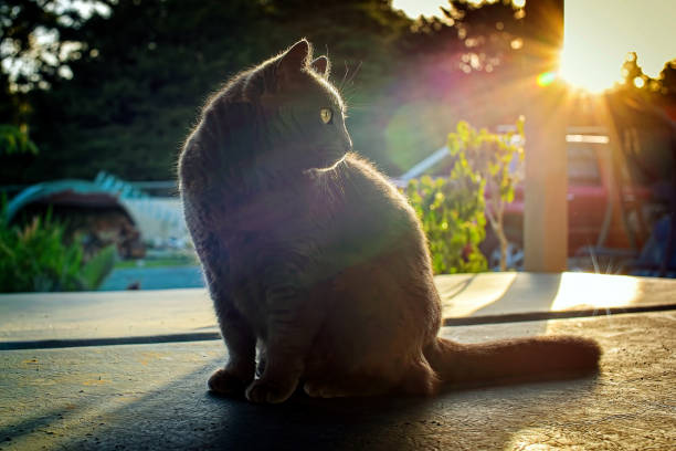 Gray cat sitting on the ground