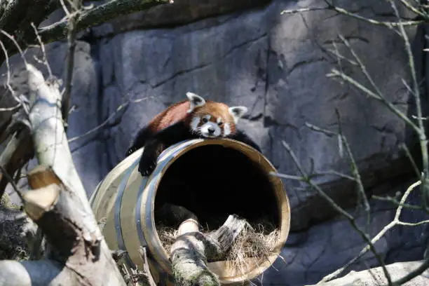 Photo of Red panda waking up in the sun