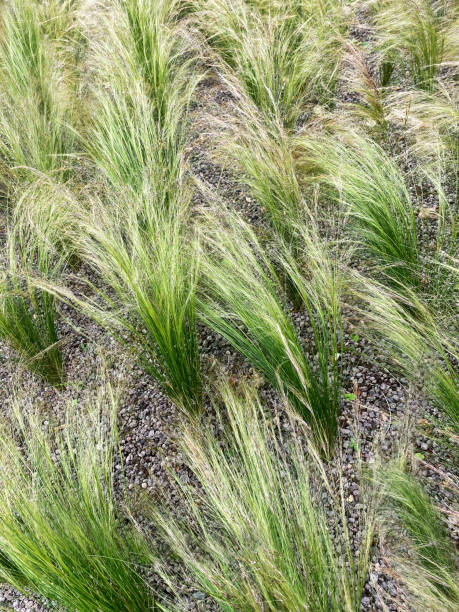 istock Stipa tenuissima ponytail grasses 1248881474