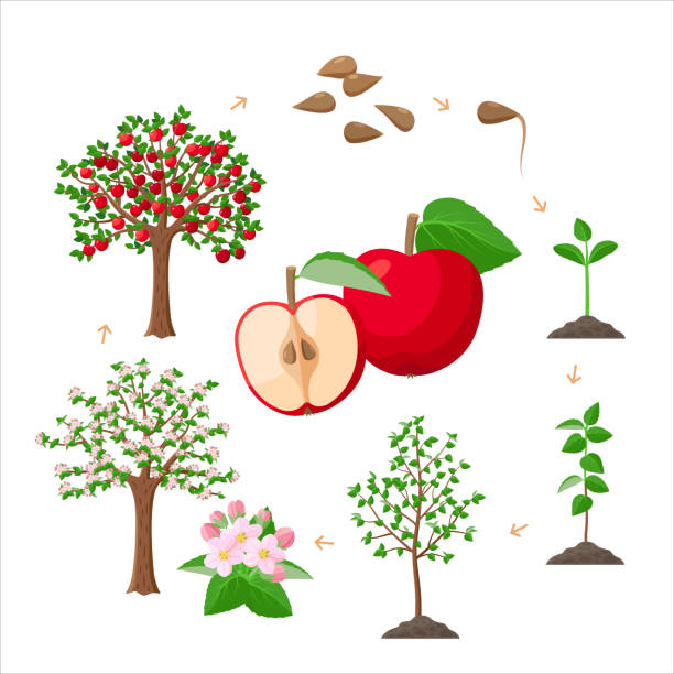 Apple tree life cycle from seeds to ripe red apples, tree growing from the soil infographic. Apple tree growth stages - vector botanical illustrations set for infographic isolated on white background. Apple tree life cycle from seeds to ripe red apples, tree growing from the soil infographic. Apple tree growth stages - vector botanical illustrations set for infographic isolated on white background apple tree stock illustrations
