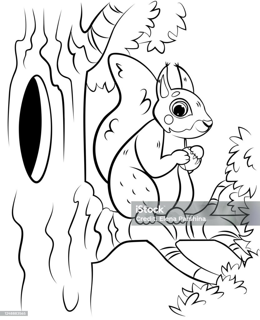 Printable Coloring Page Outline Of Cute Cartoon Squirrel On Tree With  Hazelnut Vector Image With Forest Background Coloring Book Of Forest Wild  Animals For Kids Stock Illustration - Download Image Now - iStock