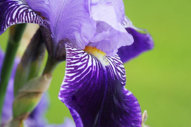 istock Group of blue irises in spring sunny day. Selective focus. 1248884623