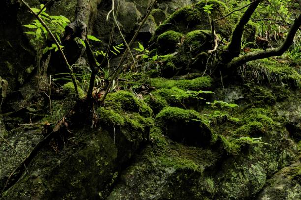 istock the slope of a mountain covered with moss throughout 1248884828