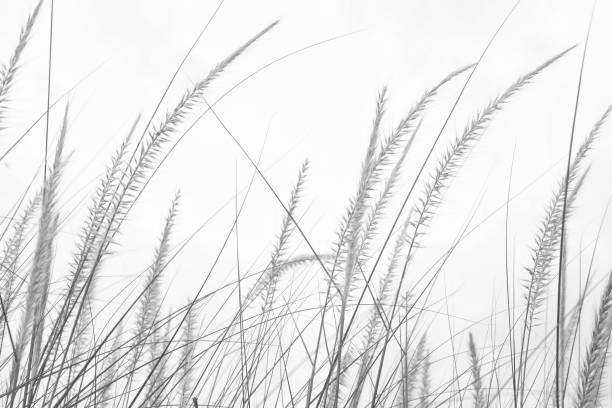 istock Blurred wild grass flower blossom natural view on white background 1248886197