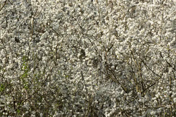 Flowers of a blackthorn bush for floral background, Prunus spinosa or Schlehdorn