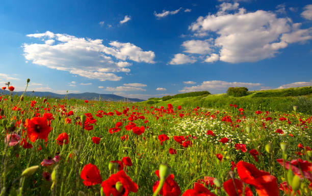 istock Beautiful and colorful poppy field 1248886639