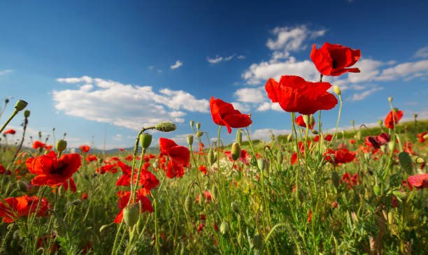 istock Beautiful and colorful poppy field 1248886646