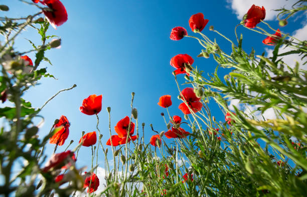 istock Beautiful and colorful poppy field 1248886653