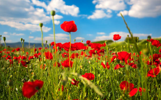 istock Beautiful and colorful poppy field 1248887328