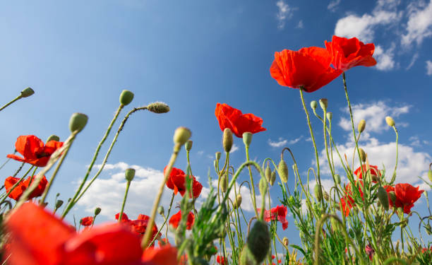 istock Beautiful and colorful poppy field 1248887377