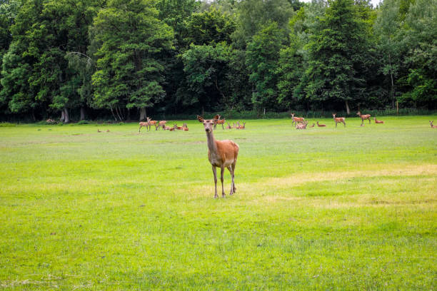 istock Roe deer on green meadow in summer 1248887717
