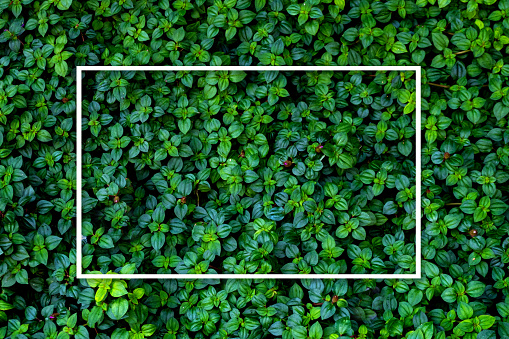 Green leaves wall texture of the tropical forest plant,on background