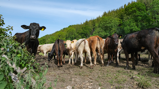 Herd of cattle facing the other way apart from one