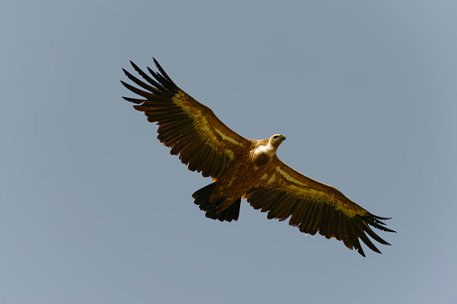 Eurasian griffon vulture (Gypus fulvus)