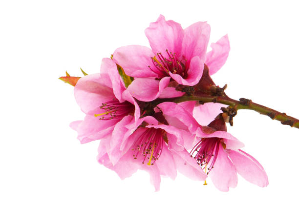 istock Branch of peach tree with pink flowers isolated on white 1248890716