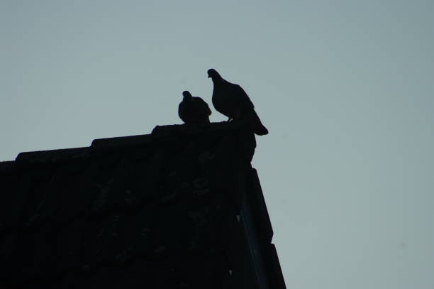 istock Couple Pigeon at sunrise 1248890859