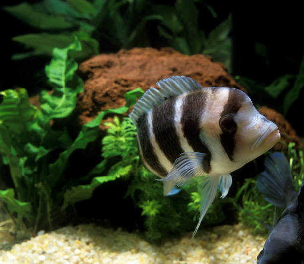 frontosa cichlid cyphotilapia frontosa, adult - cyphotilapia frontosa imagens e fotografias de stock