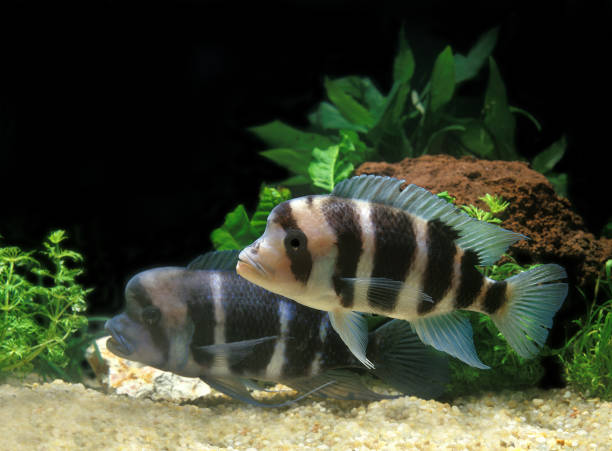 frontosa cichlid cyphotilapia frontosa, dorośli - cyphotilapia frontosa zdjęcia i obrazy z banku zdjęć