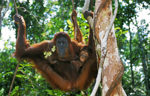istock ORANG UTAN pongo pygmaeus, MOTHER WITH YOUNG, BORNEO 1248892596