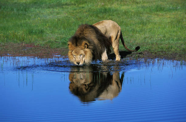 istock AFRICAN LION panthera leo, MALE DRINKING FROM POUND 1248892747