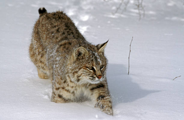 istock BOBCAT lynx rufus, ADULT WALKING THROUGH SNOW, CANADA 1248892941