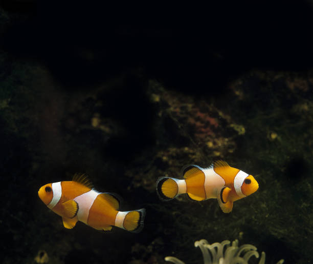 istock OCELLARIS CLOWNFISH amphiprion ocellaris, ADULTS 1248893088
