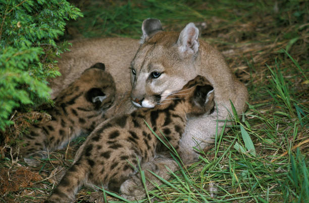 istock COUGAR puma concolor, MOTHER WITH CUB SUCKLING 1248893870