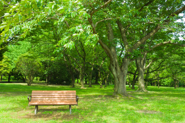 公園のベンチ - ベンチ ストックフォトと画像