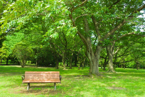 Park bench Sunny park bench stock pictures, royalty-free photos & images