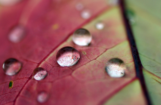 Water drop on red leaf in macro