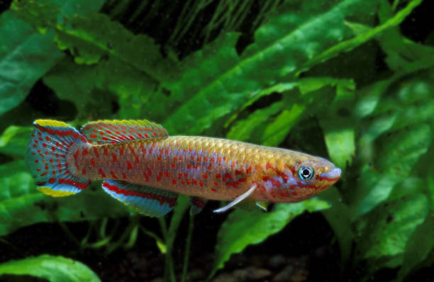 istock LYRETAIL KILLIFISH aphyosemion australe, ADULTS 1248895482