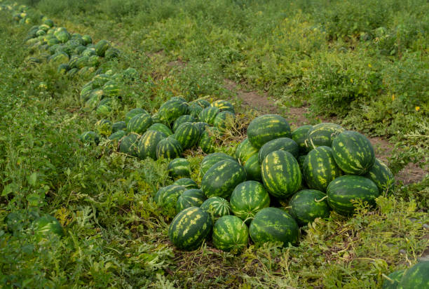 istock Harvesting ripe watermelons on the field 1248896650
