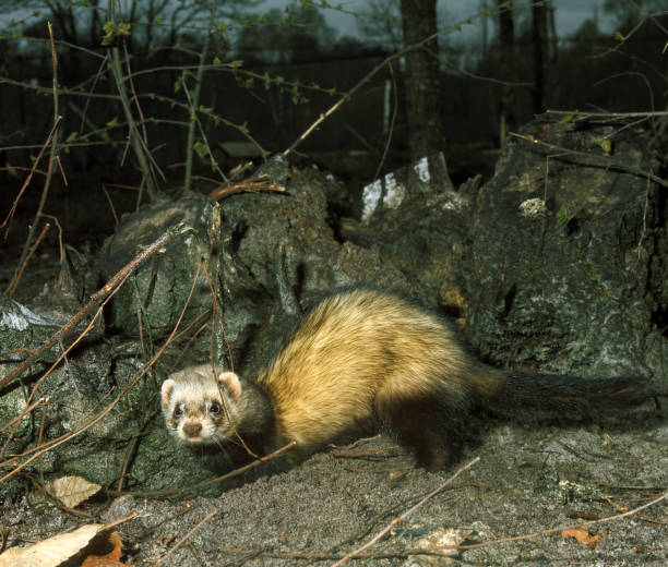 istock EUROPEAN POLECAT mustela putorius, ADULT 1248896739
