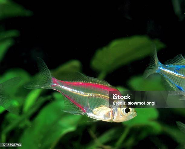 Foto de Cor Chanda Ranga Glassfish Adulto e mais fotos de stock de Animal - Animal, Aquário - Edifício para Cativeiro Animal, Cativeiro
