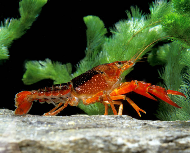 istock LOUISIANA CRAYFISH procambarus clarkii, ADULT 1248896747