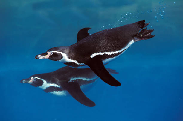 гумбольдт пингвин сфениск гумбольдти, adults swimming - humboldt penguin стоковые фото и изображения