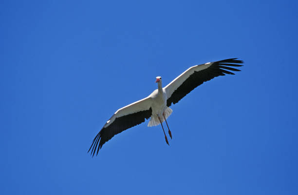 istock WHITE STORK ciconia ciconia, ADULT IN FLIGHT 1248896788
