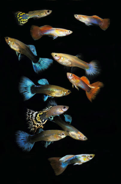 istock GUPPY poecilia reticulata 1248896811