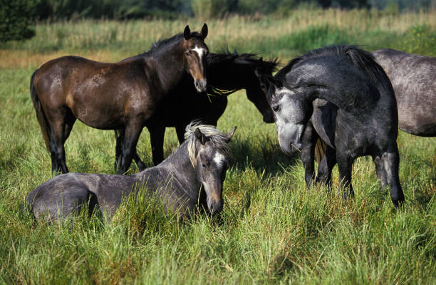 istock LIPIZZAN HORSE, GROUP RESTING IN A PADDOCK 1248896812