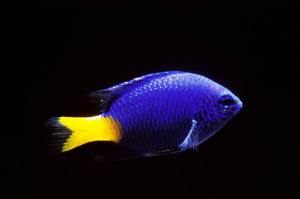 istock NEON DAMSELFISH pomacentrus coelestis 1248896817