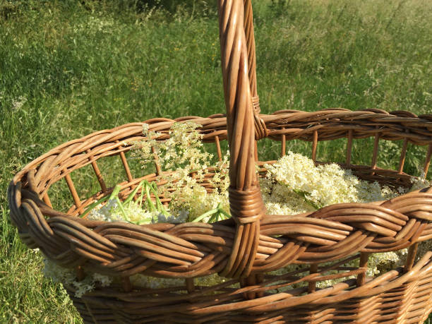 istock Elderflower foraging in the spring. 1248896978