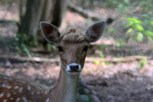 istock A very young female fellow deer 1248897006