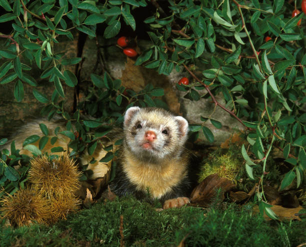 istock EUROPEAN POLECAT mustela putorius, ADULT 1248897068