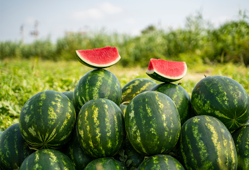 Pile of ripe watermelons on the field,