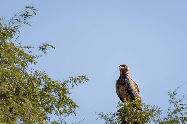 istock Booted eagle or Hieraaetus pennatus portrait perched on tree trunk with blue sky background at tal chhapar sanctuary, rajasthan, India 1248898244