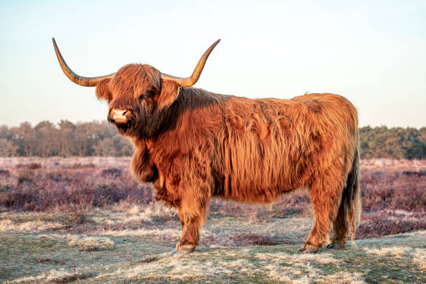 mighty dumny scottish highland cattle krowy w purpurowych wrzosowisk w on bussumse heide z długimi falistymi włosami i długimi rogami. - texas longhorn cattle horned bull long zdjęcia i obrazy z banku zdjęć