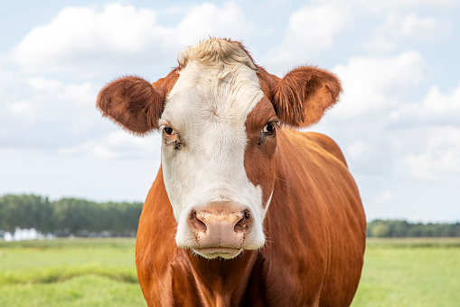 Portrait of a cow with a friendly face