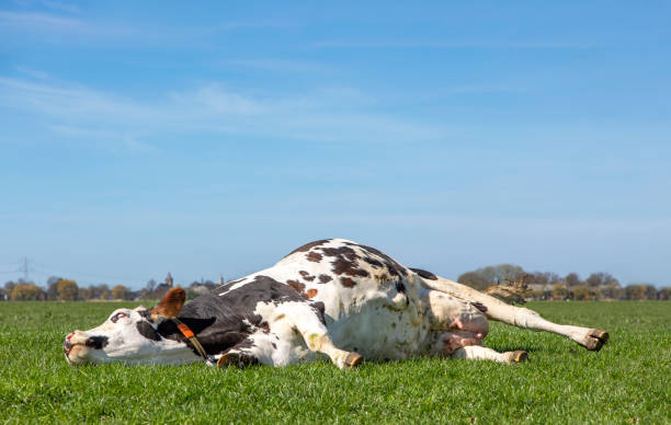 Cow takes a power nap, turning a funny scary eyeball, stretched out in the field, relaxed and happy, lazy lying, in Holland, background and copy space Cow asleep with rolling eyes sleeping cow stock pictures, royalty-free photos & images
